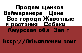 Продам щенков Веймаранера › Цена ­ 30 - Все города Животные и растения » Собаки   . Амурская обл.,Зея г.